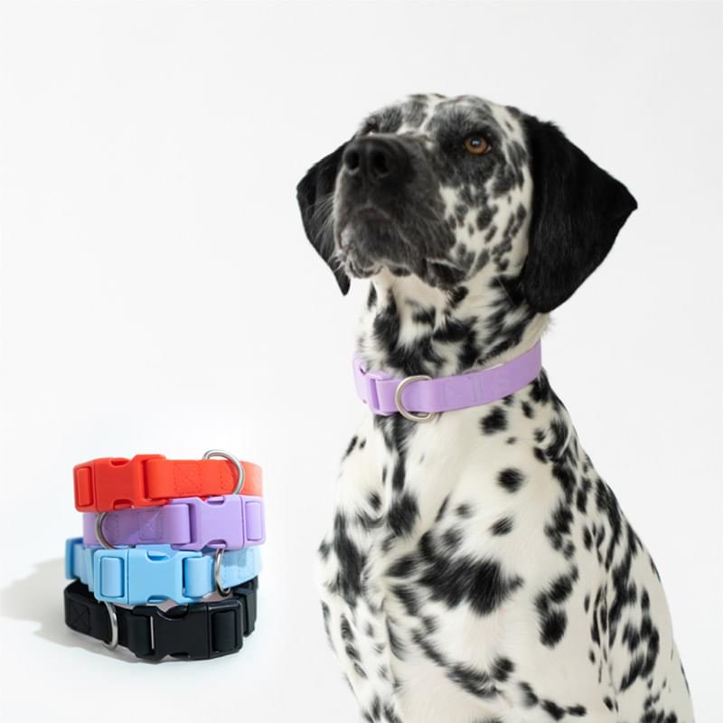 Springer Large Dog Collar