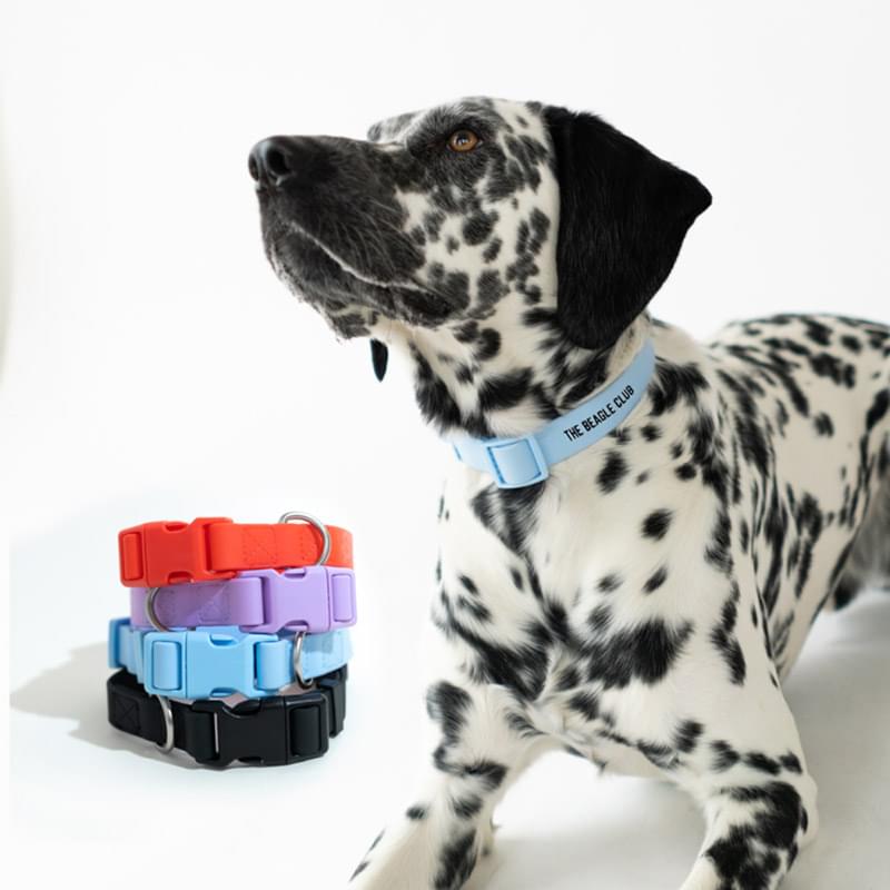 Springer Small Dog Collar