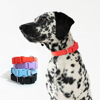 Springer Medium Dog Collar