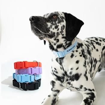 Springer Small Dog Collar